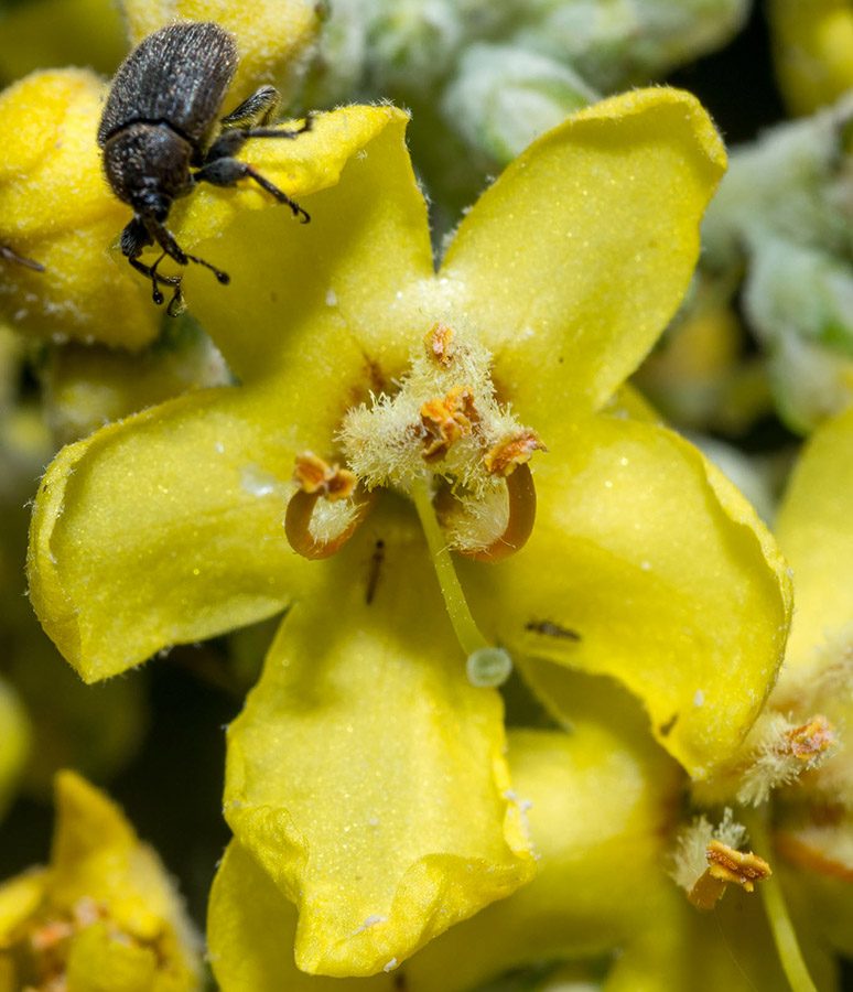 Quale verbascum ?    V. lychnitis